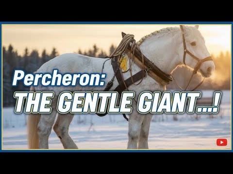 Percheron: The Gentle Giant That Can Pull Your Heart (and a Wagon) 🐴💪