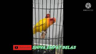Download lagu Lovebird Tek Tek Versi 59 Detik #Shorts mp3
