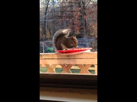 Early morning feeding