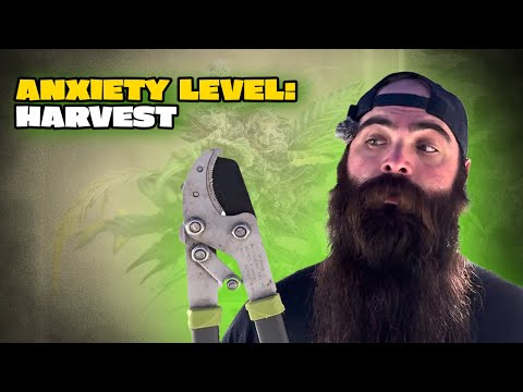 When Growers Typically Harvest Cannabis | Educational Timing Guide | The Grateful Gardener