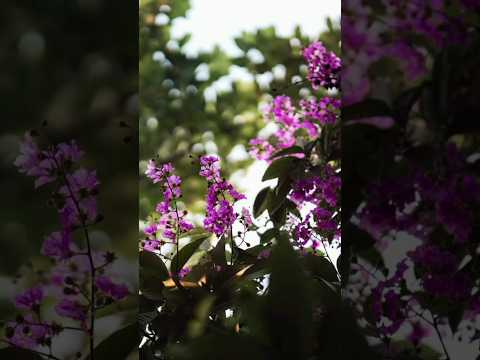 #shorts #foryou #viralshorts #ytshorts #samiha #flowers #love #viralmusic #nature