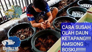 Download lagu #32  CARA AMAN OLAH DAUN KETAPANG ALAM BUAT IKAN CUPANG !!!! PART 1 mp3