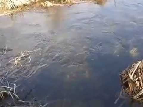 orasul Videle, judetul Teleorman