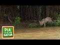 Abenteuer Im Amazonas Regenwald Reportage Für Kinder Pia Und Die Wilde Natur