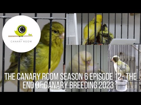 The Canary Room Season 6 Episode 12 - The end of the 2023 Breeding Season!