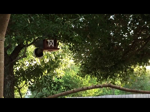 White winged dove eats from feeder