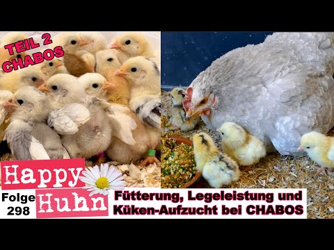 Part 2 CHABOS in the breed portrait: Chicks, natural hatching, laying performance and feeding - H...