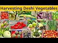 Biggest Harvesting Of Organic Desi Winter Vegetables From My Terrace Vegetable Garden In 2023