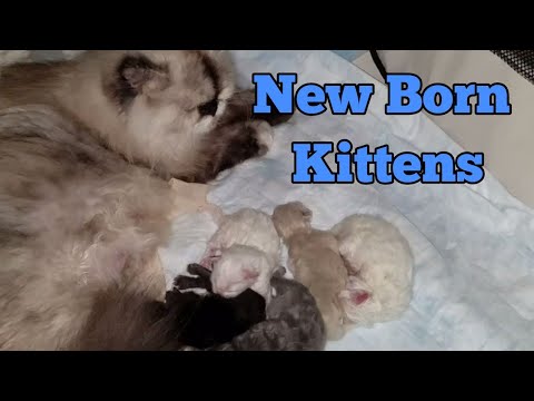 Newborn Persian kittens full-blooded doll face Persians