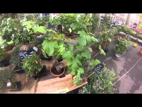 See the Markets of Languedoc! Pezenas, Beziers & St. Chinian