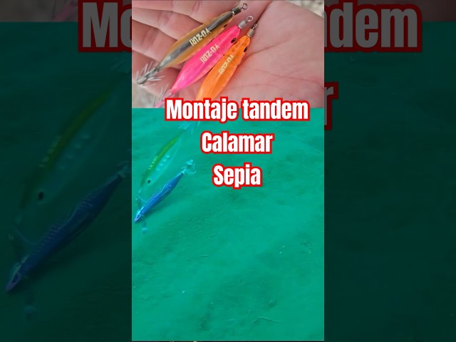 Vídeo relacionado con AKAMI Zebra Stripe Squid Jig - Potera Eging para sepias y calamares | Acción natural, alto atractivo, máxima captura (GOLD TIGER)