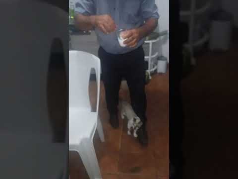 Meu gato pedindo leite!