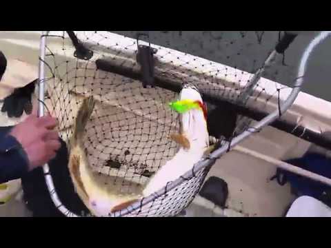 Poikien haukiennätys rikkontui - Hauenkalastus - Heittoperho - Spintube - Eumer