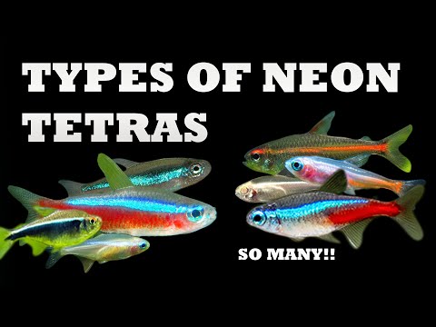 The 7 Types of Neon Tetras