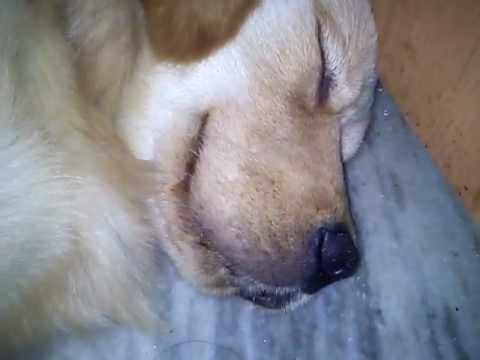 Nishka - the snoring golden retriever
