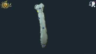 Apparato locomotore 19: Ossa del torace