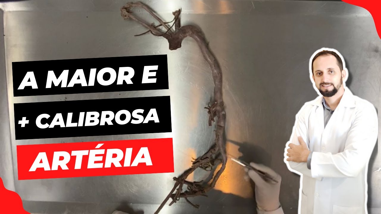 Anatomia da artéria aorta
