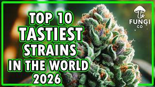 🌿🔥 Breaking: Top 10 Tastiest Weed Strains of 2026! 🍬🍓🍋| FUNGI Co News🍃✨
