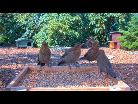 Highlights Today (breeding, nesting, pheasants, blackbirds, ...) Recke, Germany - 24. April 2020