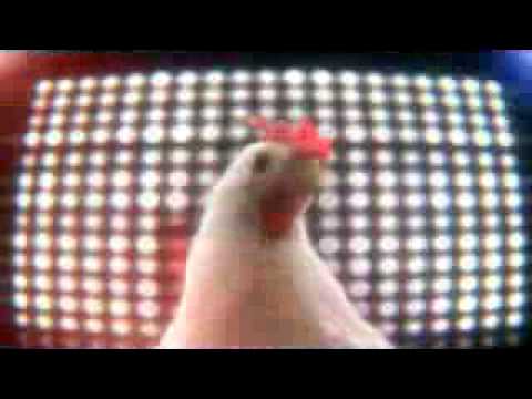 Gallina Techno