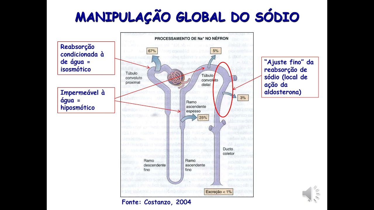 Fisiologia do Sistema Renal parte 3