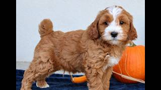 Video preview image #1 Goldendoodle (Miniature) Puppy For Sale in LEOLA, PA, USA