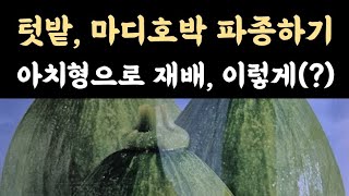 텃밭, 마디호박 파종하기 / 아치형으로 재배, 이렇게 파종했습니다.