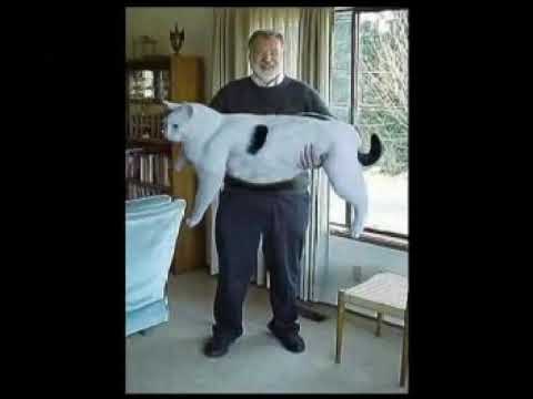 Funny cats 2020😆😆😄😄😁😅😆😅