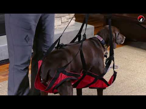 Fido Pro Airlift #1 protection for adventure dogs