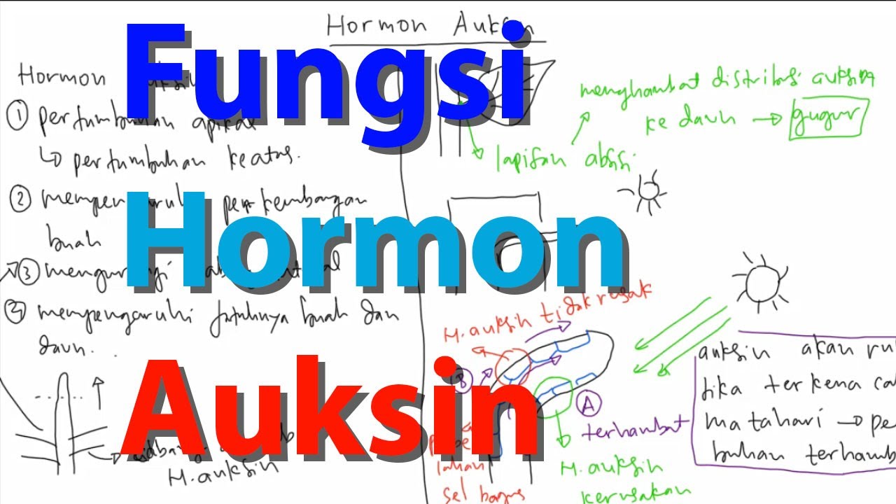 Fungsi Hormon Auksin pada Tumbuhan