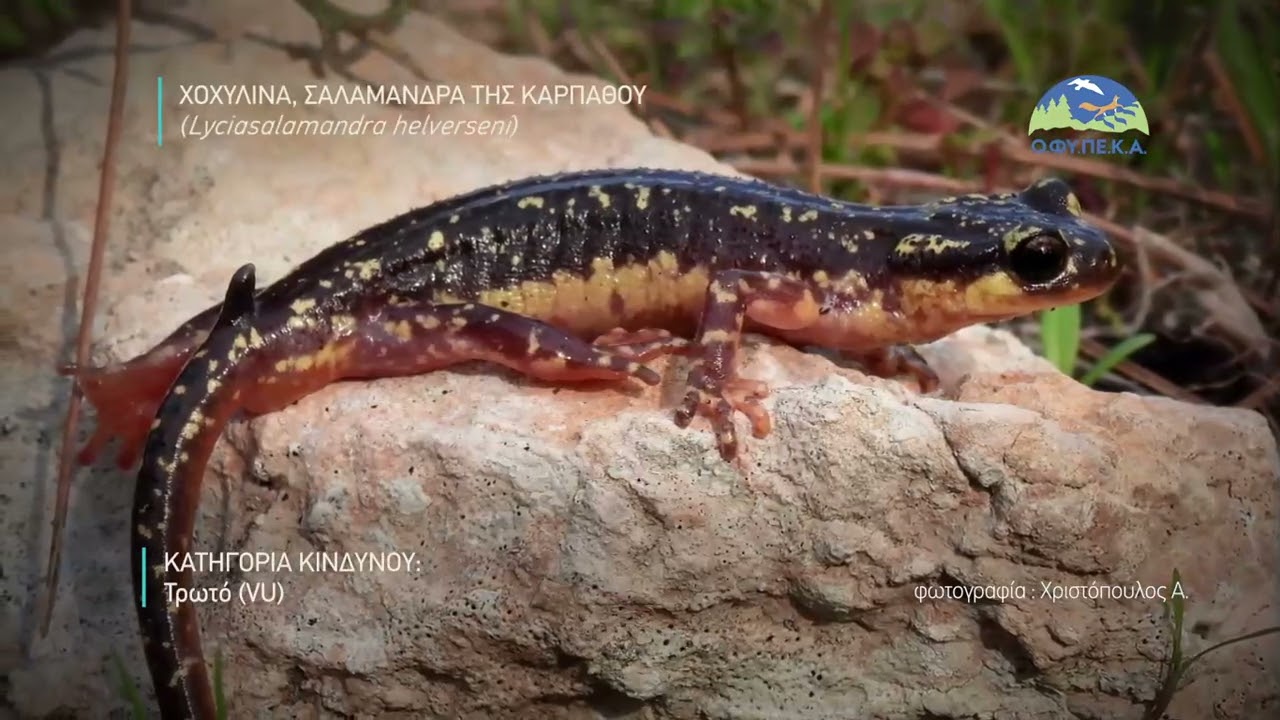 Χοχυλίνα, Σαλαμάνδρα της Καρπάθου (Lyciasalamandra helverseni)