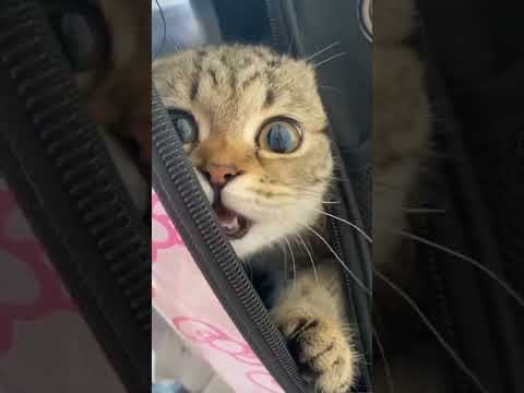 biluu😻# short# viral# viralshorts