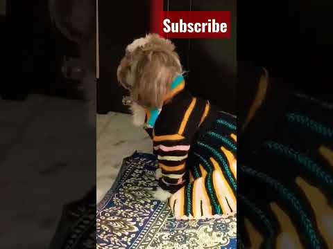 main cute hu na 😂#hashtags #short #youtubeshorts