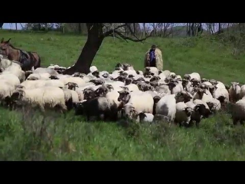 Ansamblul Ritmuri Zarandene -grup femei - Badea-l meu cu oile