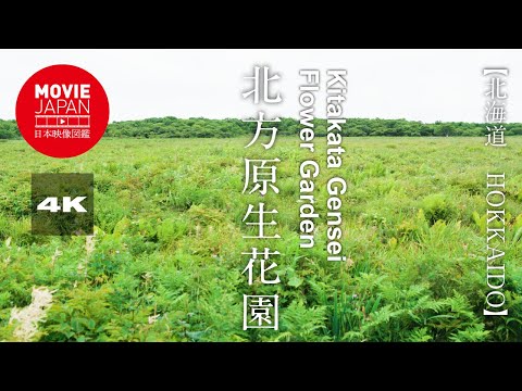 Jardín de flores primitivo del norte de Hokkaido Nemuro 4K Jardín de flores de Kitakata Gensei