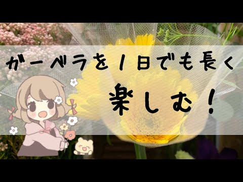 大阪の靱公園で栽培されたガーベラの交配種