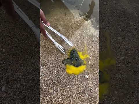 Catching a Hidden Pufferfish Using a Lobster Tail and Egg Trick!