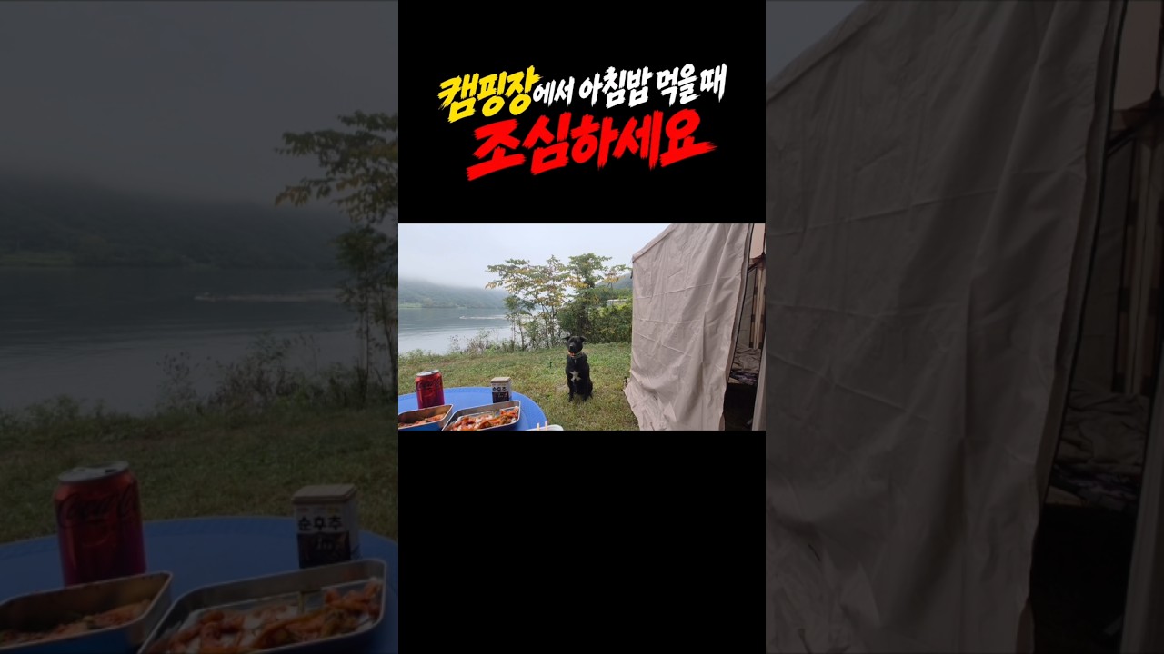 캠핑장에서 만나는 반가운 강아지