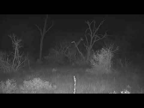 Djuma: Giraffe and Zebra in tree line off Open Area - 01:31 - 10/05/20