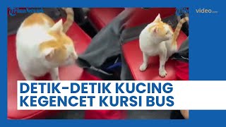 Detik-detik Kucing Kegencet di Kursi Penumpang saat Naik Bus Transjakarta
