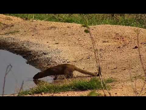 Djuma: Slender Mongoose drinking at pan - 07:54 - 10/10/20