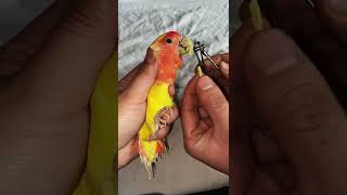 How to Trim Parrot