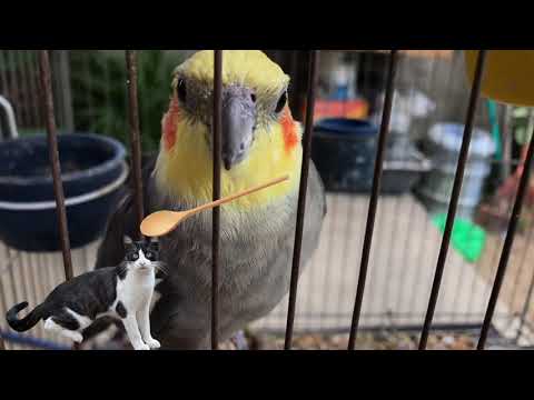 Atirei o pau no gato - Ave - Ensinar a cantar