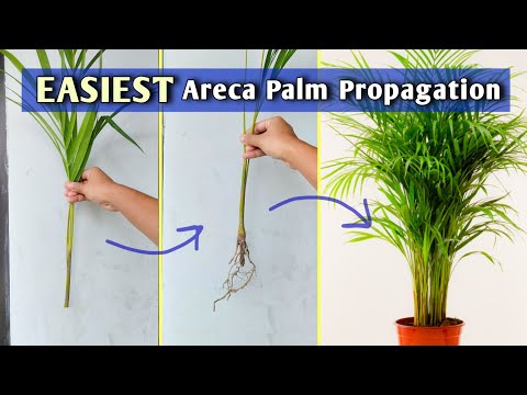 , title : 'Areca Palm Propagation from Stem Separation// Areca Palm Care'