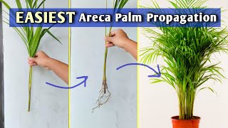 Areca Palm Propagation from Stem Separation// Areca Palm Care