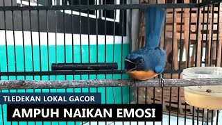 Download lagu SUARA TLEDEKAN GUNUNG FULL GACOR | Pancingan AMPUH 100% bikin sulingan bahan cepat bunyi mp3