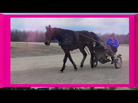 Välkommen till Elitloppet 2022 - Perfetto!