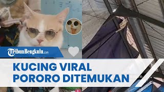 Kucing Pororo yang Viral Akhirnya Ditemukan Kurang dari 24 Jam seusai Hilang di Gudang Mirip Bengkel