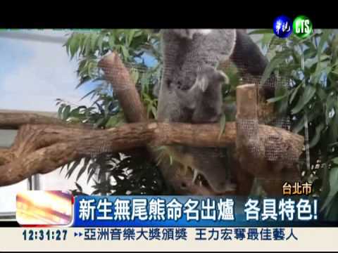 新生小無尾熊 命名投票出爐!