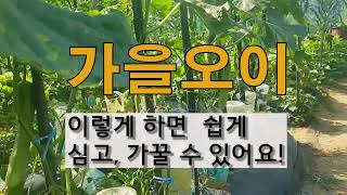 가을 오이 이렇게 하면 쉽게 심고 가꿀 수 있습니다. #주말농장  오이 가꾸기